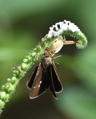 Thomisidae