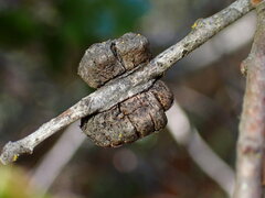 Disholandricus chrysolepidis