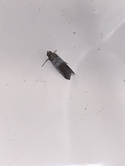 Chararica hystriculella