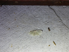 Epinotia trigonella