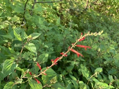 Salvia elegans