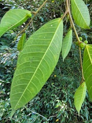 Ficus virgata