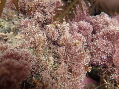 Corallinaceae