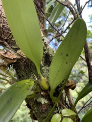 Bulbophyllum longiflorum