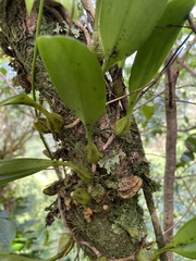 Bulbophyllum longiflorum