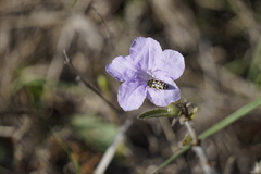 Acmaeodera macra