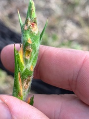 Philydrum lanuginosum