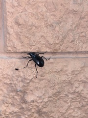 Calosoma marginale