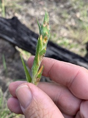 Philydrum lanuginosum