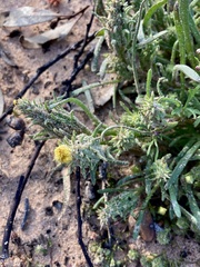 Podotheca angustifolia