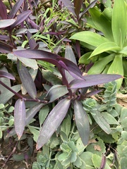 Tradescantia pallida