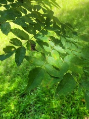 Aralia decaisneana