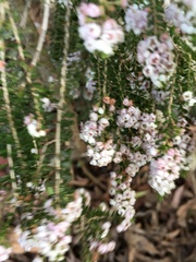 Thryptomene calycina