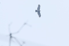 Pernis ptilorhynchus