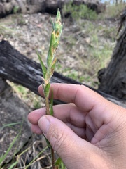 Philydrum lanuginosum