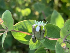 Guardiola platyphylla