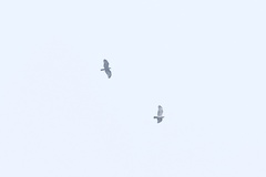 Pernis ptilorhynchus