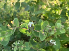 Guardiola platyphylla