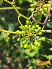 Smilax bracteata