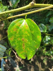 Smilax bracteata