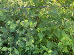 Guardiola platyphylla