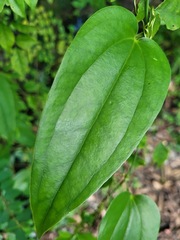 Smilax bracteata