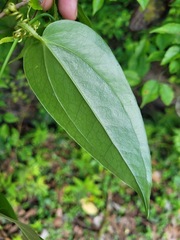 Smilax bracteata