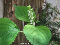 Perilla frutescens
