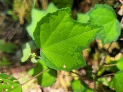 Urena procumbens