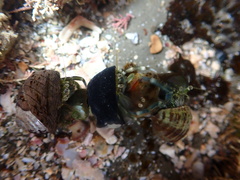 Pagurus novizealandiae