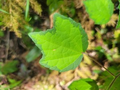 Urena procumbens