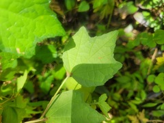 Urena procumbens