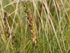 Odontites vernus