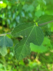Urena procumbens