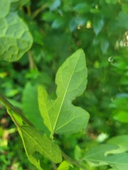 Urena procumbens