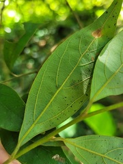 Lindera communis