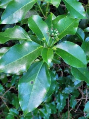 Dendropanax dentiger