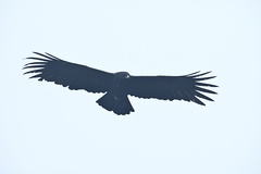 Ictinaetus malaiensis