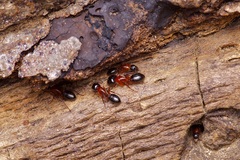 Camponotus texanus