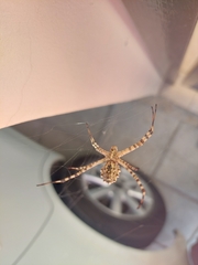 Argiope lobata