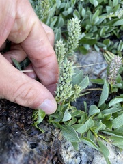 Salix petrophila