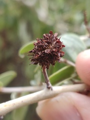 Asphondylia ceanothi