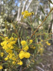 Acacia buxifolia