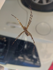 Argiope lobata