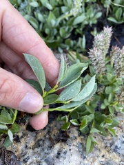 Salix petrophila