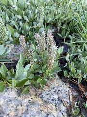 Salix petrophila