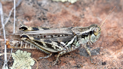 Melanoplus infantilis