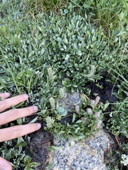 Salix petrophila