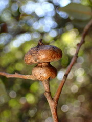 Heteroecus sanctaeclarae