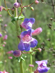 Penstemon spectabilis